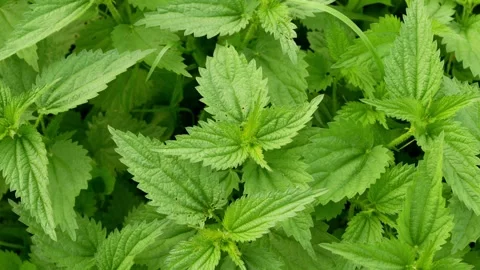 Mint9 Stock Footage 338128555