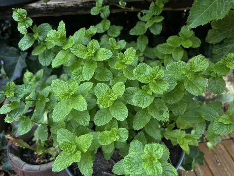 Minty green mint plants in small pots with ivy and weathered wooden deck Stock Photos