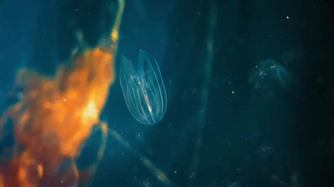 Minuscule Mnemiopsis leidyi, called "sea nut". Stock Footage 219169341