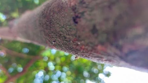 A minute ant on a tree trunk, facing the skyward direction. Stock Photos