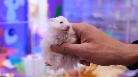 Miny albino rat catch, Tiny Rat’s Struggle, Stock Footage 343821234
