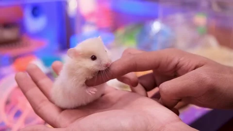 Miny albino rat walk, Tiny Rat’s Struggle, Stock Footage 343821103