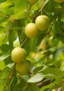 Mirabelle Stock Photos