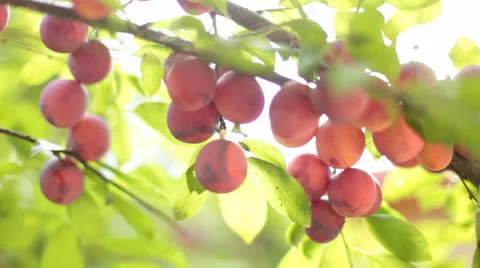Mirabelle Plums or Prunes Stock Footage 25427766