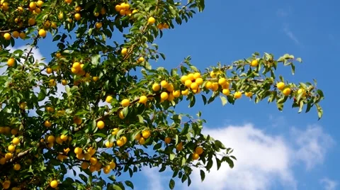 Mirabelle plums at the tree Stock Footage 52266885