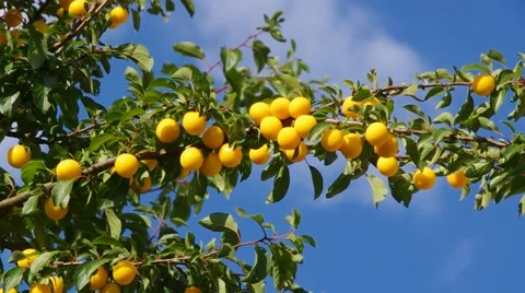 Mirabelle plums at the tree Stock Footage 59870974