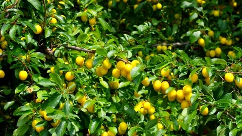 Mirabelle plums at the tree Stock Footage 117222548