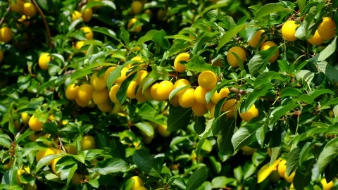 Mirabelle plums at the tree Stock Footage 117222575