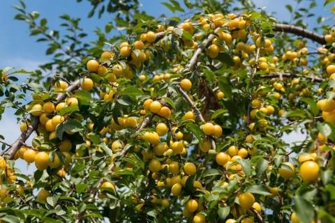 Mirabelle Plums on Tree Stock Photos