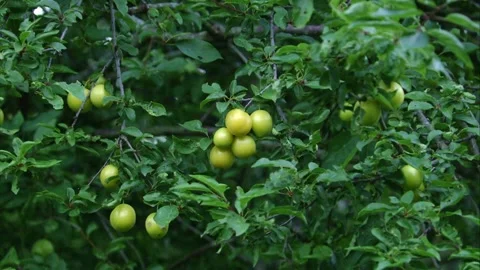 Mirabelle plums on tree (slide shot) Stock Footage 310947511