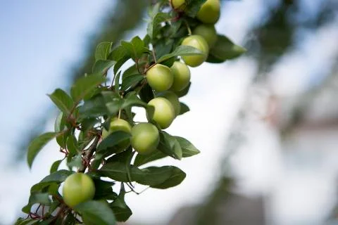 Mirabelles on a tree Foto stock