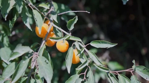 Mirabelles on the tree in the sun Stock Footage 116240594