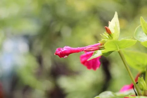 Mirabilis flower Stock Photos