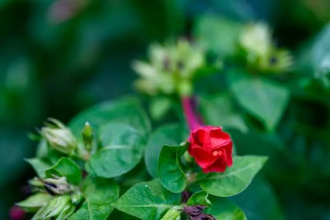 Mirabilis jalapa, Foto stock