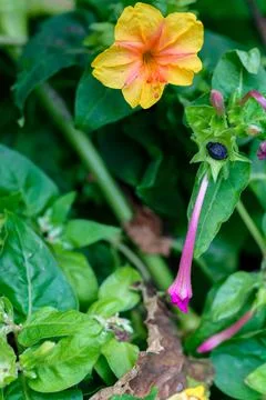 Mirabilis jalapa, Foto stock