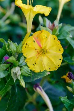 Mirabilis jalapa, Foto stock