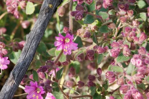 MIRABILIS LAEVIS BLOOM Stock Photos