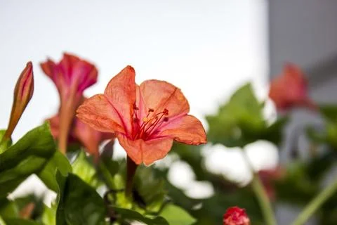 Mirabilis Stock Photos