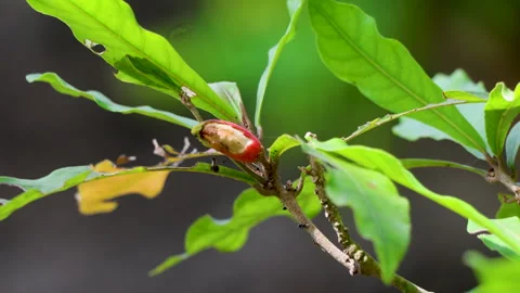 A miracle fruit (Synsepalum dulcificum) partially eaten by insect or bird Video stock 314925527