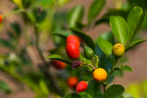 Miracle fruit on tree Stock Photos