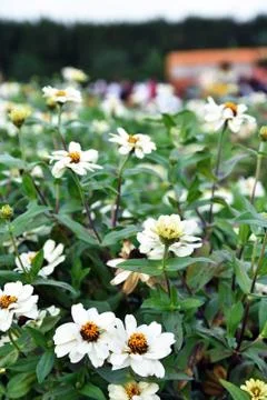 Miracle garden dubai Stock Photos