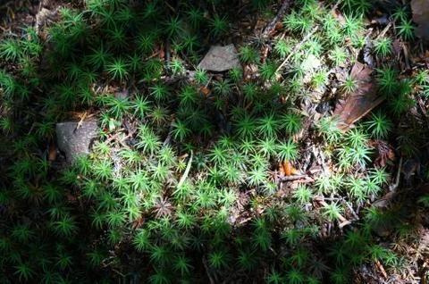 Miracle grass Stock Photos