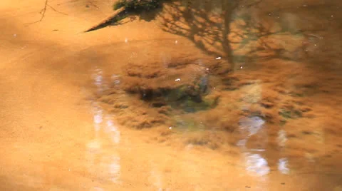 The miracle of nature. Stock Footage 24728051