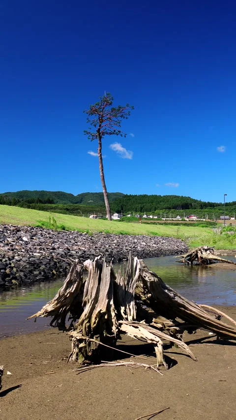 Miracle Pine Tree Video stock 332294127