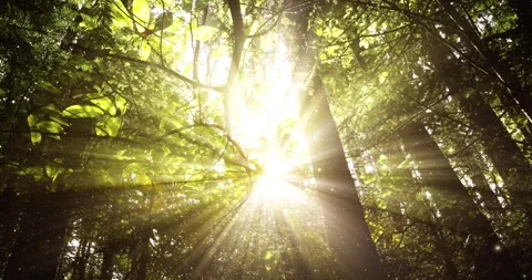 Miracle sun rays with fireflies animation Video stock 337249354