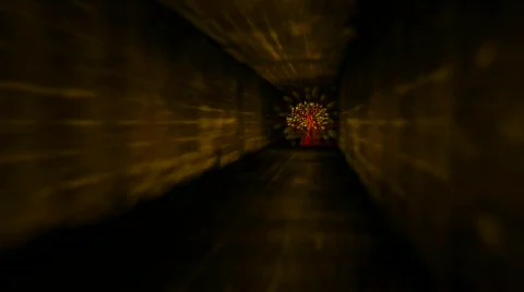 Miracle tree Stock Footage