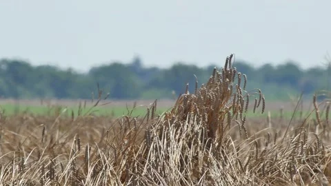 Mirage or heat waves over wheat field on extreme hot summer weather Stock Footage 247280552