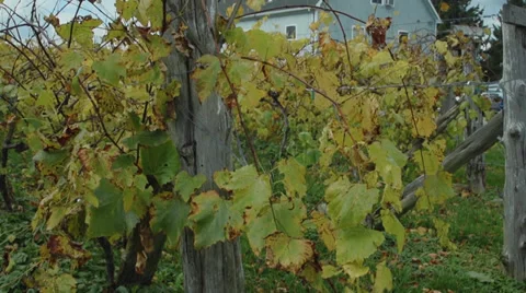 Miranda Vineyard (3 of 8) Stock Footage 33908030