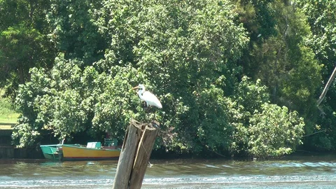 Miri River Stock Footage 107639416