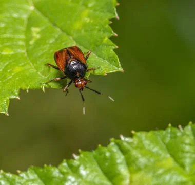 Mirid bug Deraeocoris ruber Macro shot showing the dorsal view of a Deraeo... Stock Photos