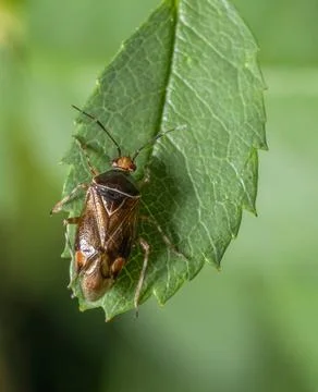 Mirid bug on a green leaf Macro shot showing the dorsal view of a Deraeoco... Stock Photos