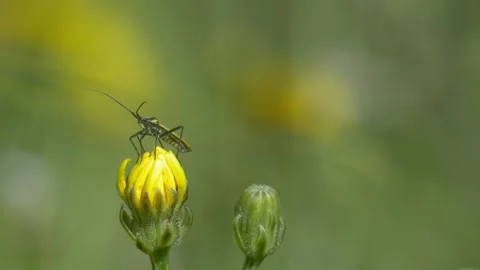 Mirid Bug Turning on Yellow Hawkweed - 4K Wildlife Slow Motion Shot Vídeos de archivo 336186584