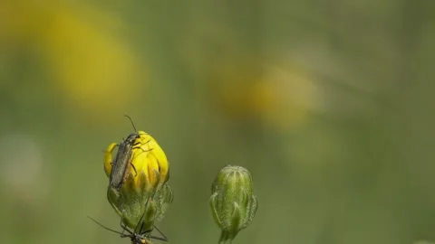Mirid Bugs and Soldier Beetle Encounter on Yellow Hawkweed - 4K Wildlife Stockbeeldmateriaal 336186918