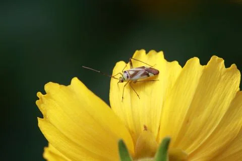 Miridae insect Foto stock