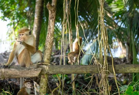  Mirissa, Sri Lanka - December 13, 2023: Monkey family Toque-Makak (Macaca... Stock Photos