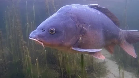 Mirror carp up close Stock Footage 147431595