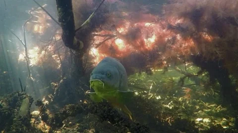 Mirror carp up close Stock Footage 149339722