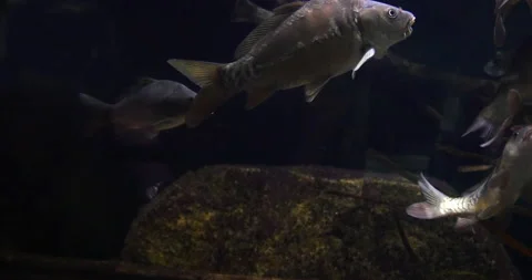 Mirror carp, Cyprinus carpio carpio, Adults Swimming in a Freshwater Aquarium in Stock Footage 234746085