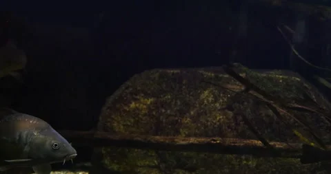 Mirror carp, Cyprinus carpio carpio, Adult Swimming in a Freshwater Aquarium in Stock Footage 234746144