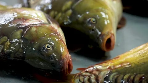 Mirror Carp Fish on the Counter in a Fish Store Stock Footage 231802862