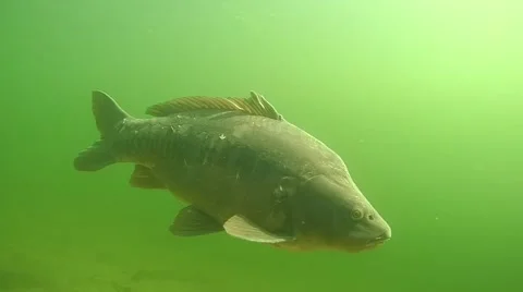 Mirror carp Stock Footage 56624250