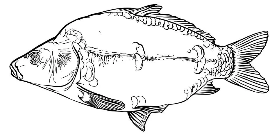 Mirror carp. Hand drawn vector fish. Sketch Stock Illustration