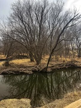 Mirror of Dormancy: Nature's Quiet Reflection Stock Photos