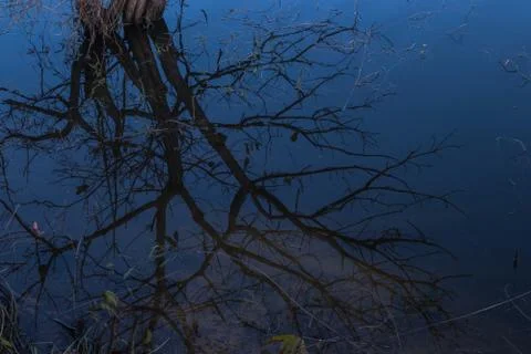 Mirror of dried tree in blue water. Stock Photos