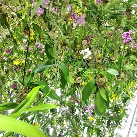 Mirror Floor plants reflecting Stock Footage 236265990
