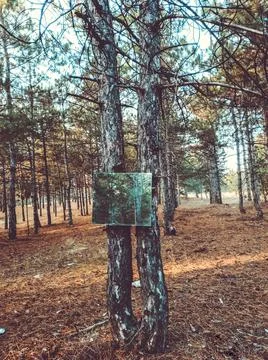 Mirror in the forest on pine trees. Beautiful forest view 写真素材
